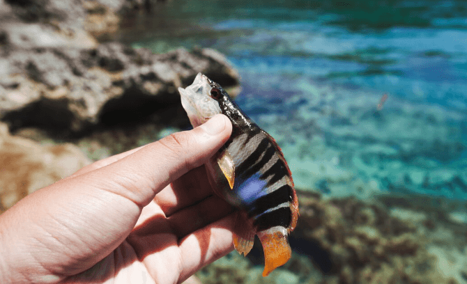 The Coral Reef Resurrection – A Radical Acoustic Technique is Coaxing Fish Back to Dead Reefs